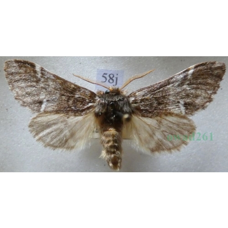 Drymonia dodonaea (Denis & Schiffermüller, 1775) male Dąbrówka dodona Czech58j